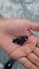 Melanchroia vazquezae