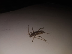 Eburodacrys yolandae