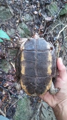 Rhinoclemmys rubida rubida