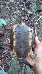 Rhinoclemmys rubida rubida