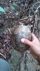 Rhinoclemmys rubida rubida