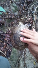 Rhinoclemmys rubida rubida