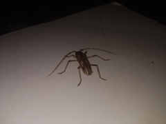 Eburodacrys yolandae