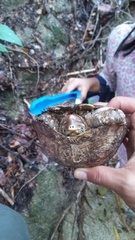 Rhinoclemmys rubida rubida