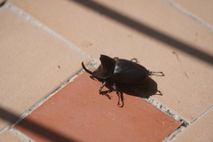 Heterogomphus schoenherri