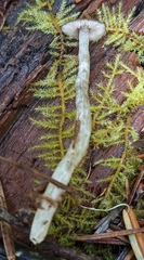 Nitida
