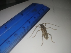 Eburodacrys yolandae