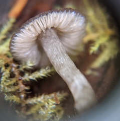 Nitida