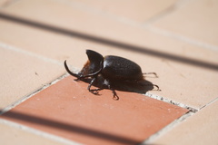 Heterogomphus schoenherri