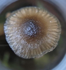 Nitida