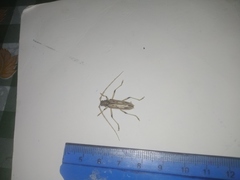 Eburodacrys yolandae