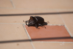 Heterogomphus schoenherri