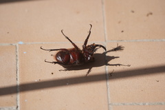Heterogomphus schoenherri