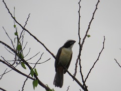 Saltator orenocensis