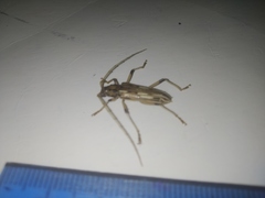 Eburodacrys yolandae