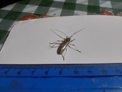 Eburodacrys yolandae