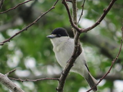 Pachyramphus rufus