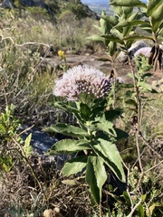 Grazielia brevipetiolata