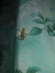 Eburodacrys yolandae