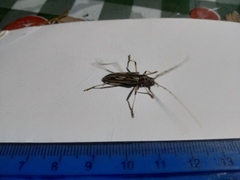 Eburodacrys yolandae