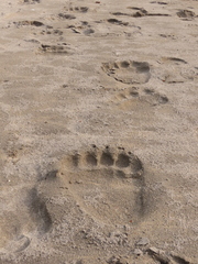 Ursus arctos sitkensis