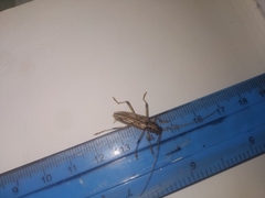 Eburodacrys yolandae