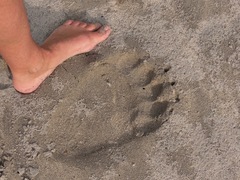 Ursus arctos sitkensis