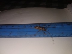 Eburodacrys yolandae