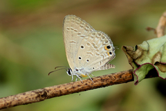 Euchrysops cnejus cnejus