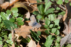 Lampides boeticus