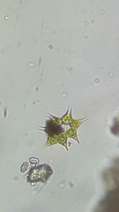 Hydrodictyaceae