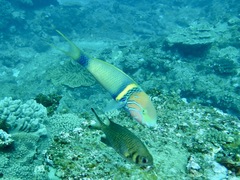 Thalassoma hebraicum