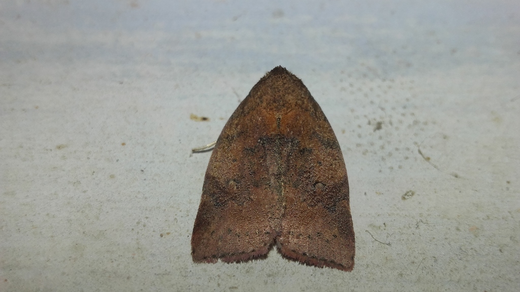 Beara dichromella