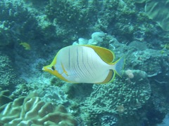 Chaetodon xanthocephalus
