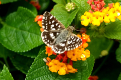 Spialia galba