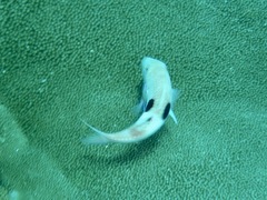 Parupeneus pleurostigma