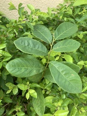 Bridelia tomentosa