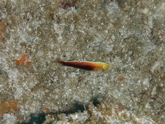 Halichoeres iridis