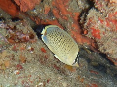 Chaetodon guttatissimus