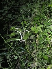 Oxybelis rutherfordi