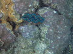 Tridacninae