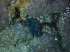 Tridacninae