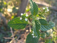 Lantana grisebachii