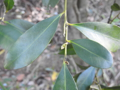 Diospyros australis