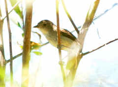 Euscarthmus meloryphus