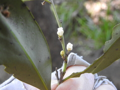 Diospyros australis