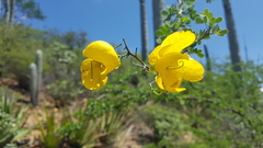 Senna galeottiana
