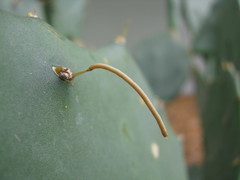 Cactoblastis cactorum