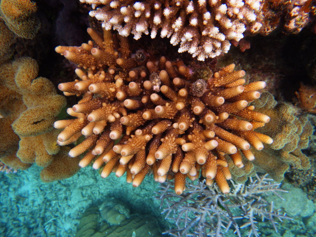 Finger Coral