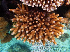 Acropora humilis